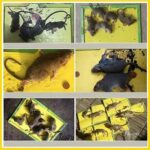 Mouse Board Sticky Mice Glue Trap High Effective Rodent Rat Bugs Catcher - Image 7